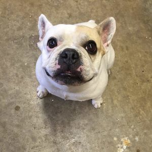 Meet your Posher, Jackson